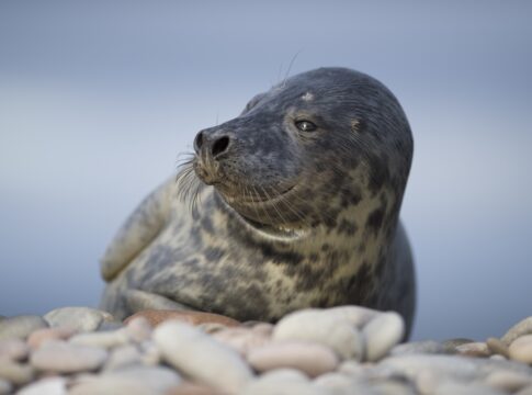 servidos?-pesquisa-aponta-que-leite-de-foca-e-mais-potente-que-humano