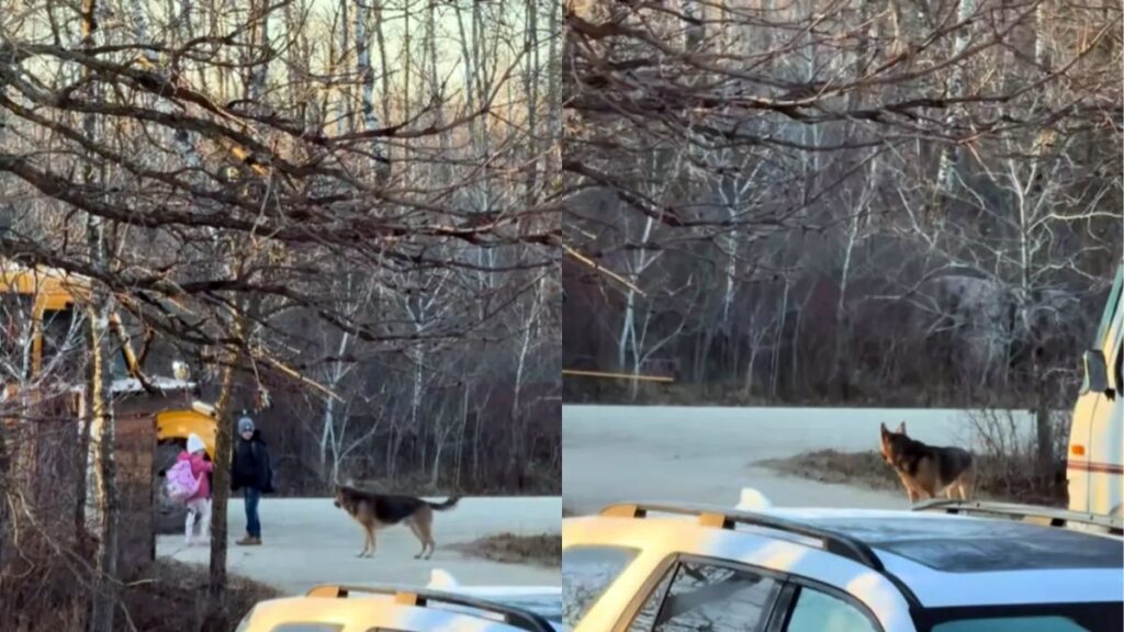 cao-protetor-viraliza-por-habito-cuidadoso-com-as-criancas-da-familia