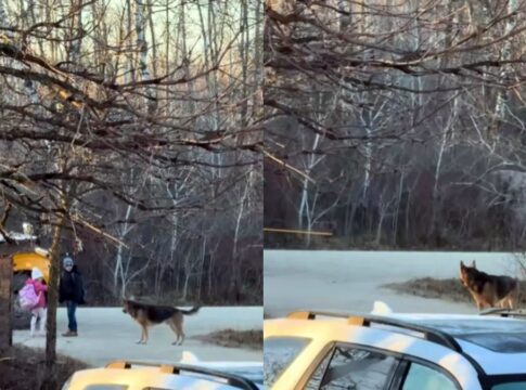 cao-protetor-viraliza-por-habito-cuidadoso-com-as-criancas-da-familia