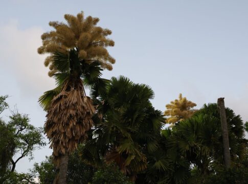 palmeiras-raras-florescem-no-parque-do-flamengo-apos-60-anos