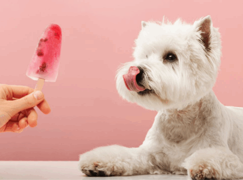 sete-dicas-para-deixar-o-ambiente-fresquinho-para-os-pets-no-calor