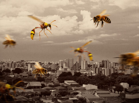 ataques-de-abelhas-disparam-no-df;-na-asa-sul,-3-pessoas-ficam-feridas
