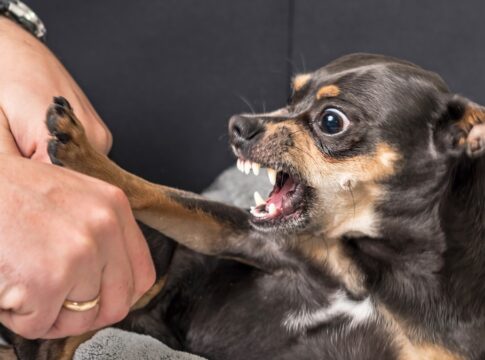 baixinho-e-bravo:-saiba-por-que-cachorros-pequenos-vivem-sob-estresse