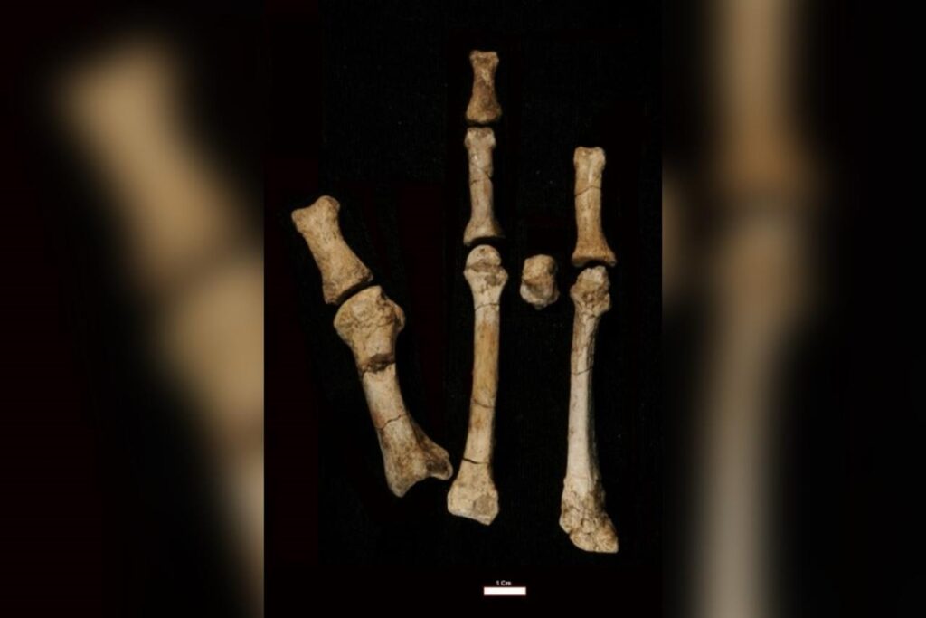 evolucao-humana:-pe-misterioso-pode-ser-de-especie-parente-de-lucy