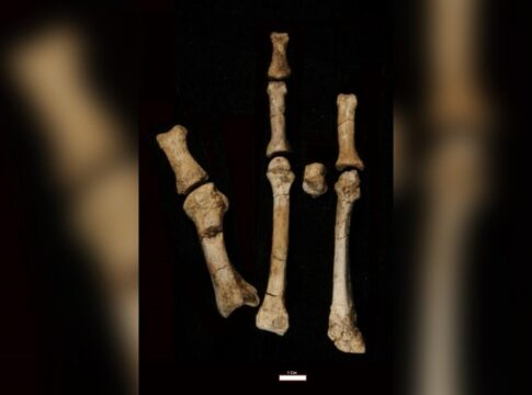 evolucao-humana:-pe-misterioso-pode-ser-de-especie-parente-de-lucy