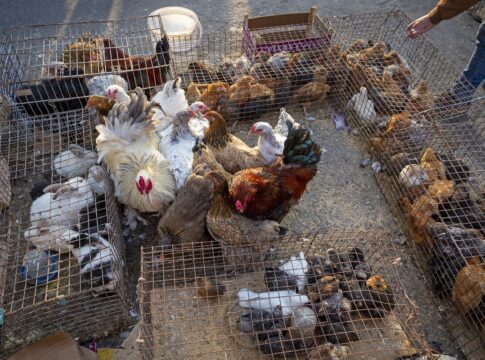 gripe-aviaria-pode-“driblar”-principal-defesa-do-corpo,-mostra-estudo