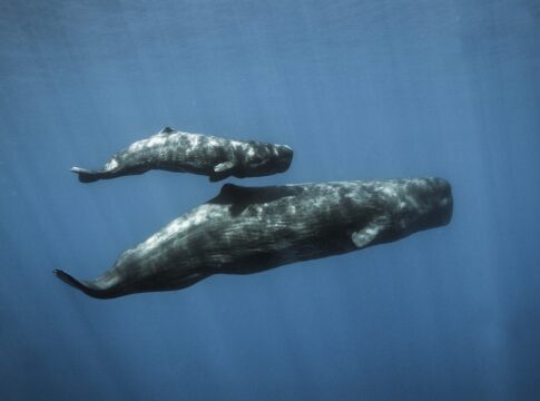 mesmo-no-fundo-do-mar,-animais-sao-contaminados-com-produtos-quimicos
