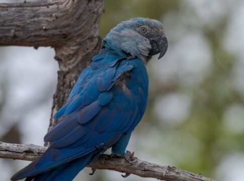 ararinhas-azuis-recapturadas-testam-positivo-para-virus-letal