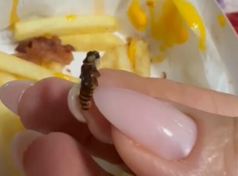 cliente-filma-lanche-do-mcdonald’s-com-larvas,-insetos-e-faz-denuncia