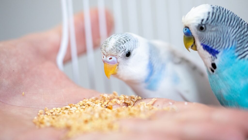 passaros-tambem-podem-ter-obesidade;-veterinaria-explica-os-riscos