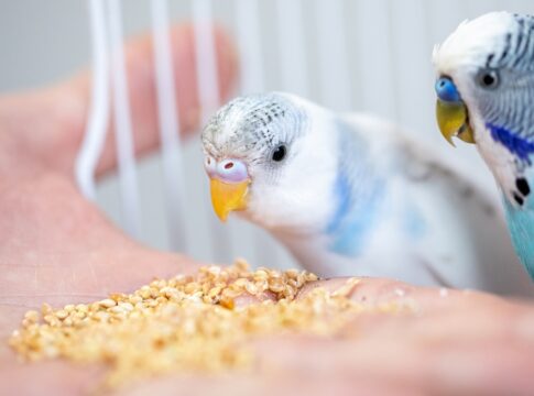 passaros-tambem-podem-ter-obesidade;-veterinaria-explica-os-riscos