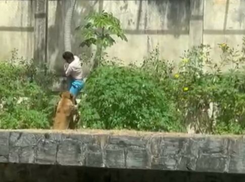 homem-e-morto-por-leoa-apos-invadir-recinto-dos-felinos-em-zoo-na-pb