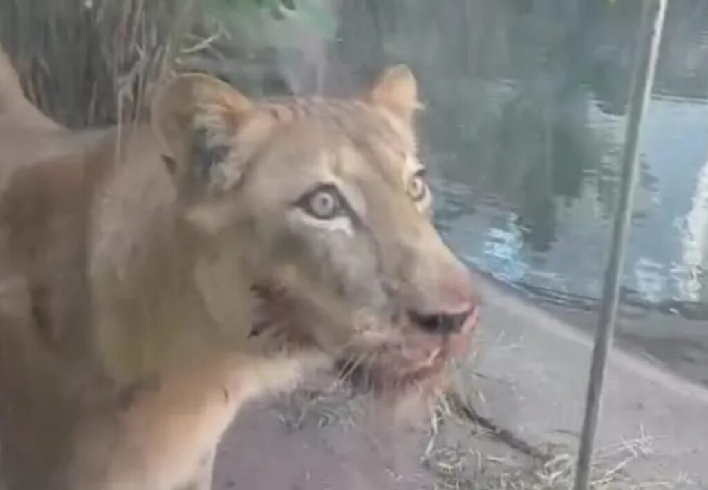 tragedia-no-zoo:-leoa-atacou-e-matou-homem-em-poucos-segundos