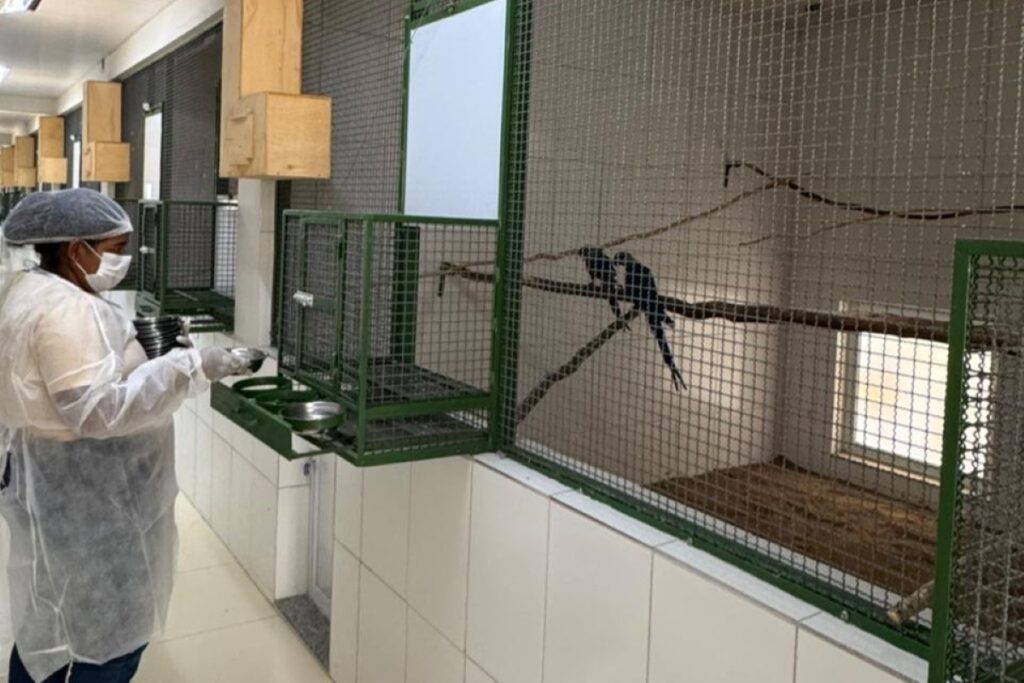 criadouro-contesta-icmbio-e-afirma-manter-98-ararinhas-azuis-saudaveis