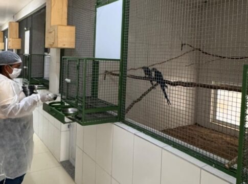 criadouro-contesta-icmbio-e-afirma-manter-98-ararinhas-azuis-saudaveis