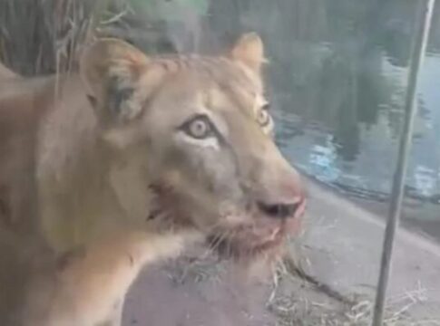 apos-estresse,-leoa-que-matou-homem-em-zoo-“esta-bem”,-diz-veterinario