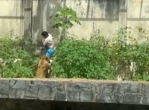 jovem-morto-por-leoa-chegou-a-invadir-pista-de-aviao-para-ir-a-africa