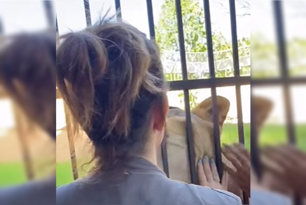 veterinaria-exibe-relacao-docil-com-leoa-que-matou-rapaz:-“nao-e-vila”