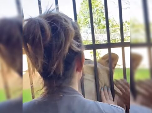 veterinaria-exibe-relacao-docil-com-leoa-que-matou-rapaz:-“nao-e-vila”