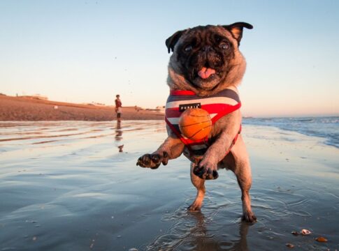pets-na-praia:-como-garantir-um-verao-seguro-e-confortavel