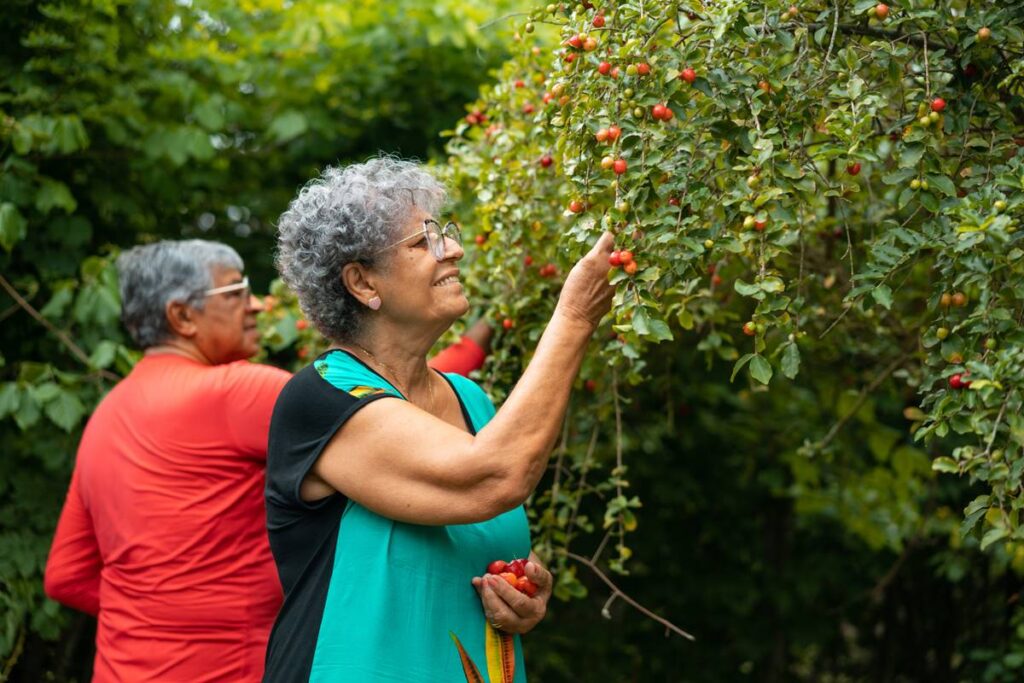 veja-arvore-que-da-frutas-o-ano-todo-e-ainda-fornece-folhas-para-cha