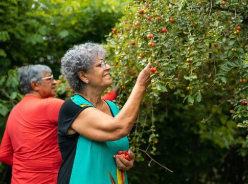veja-arvore-que-da-frutas-o-ano-todo-e-ainda-fornece-folhas-para-cha