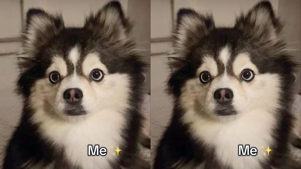 “pomsky”:-filhote-de-2-racas-classicas-misturadas-conquista-as-redes