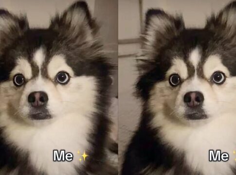 “pomsky”:-filhote-de-2-racas-classicas-misturadas-conquista-as-redes