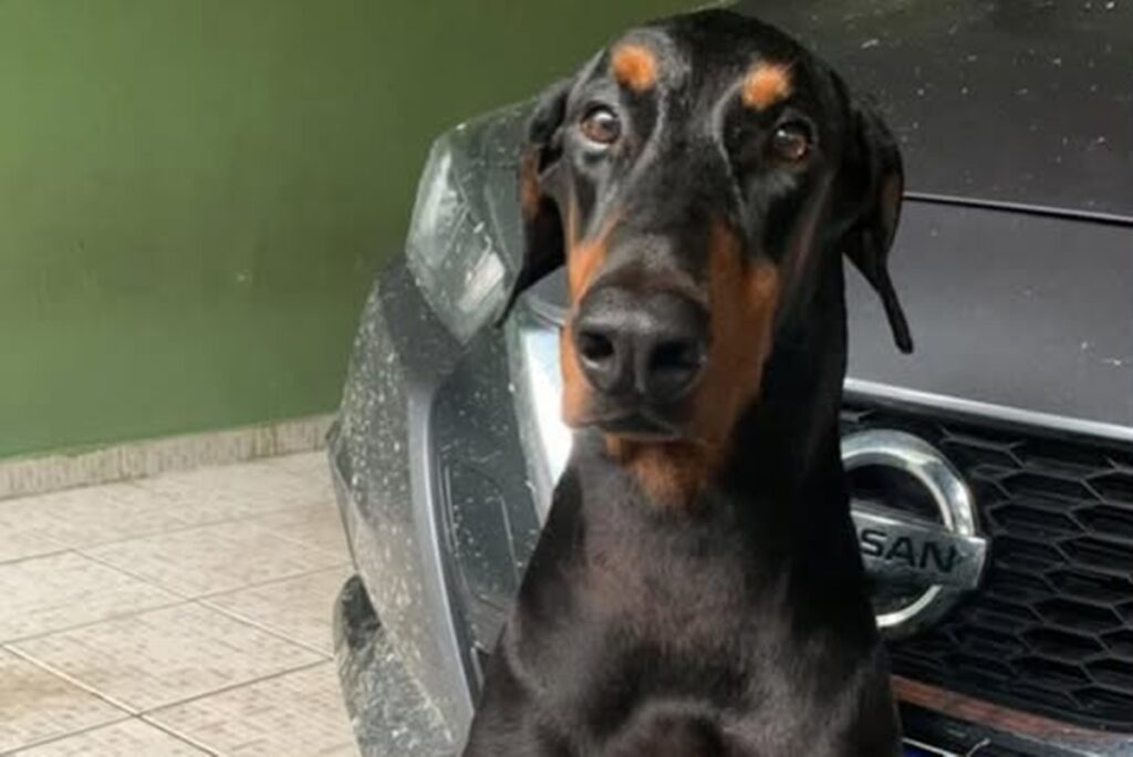 cantor-diz-que-seu-cachorro-morreu-apos-susto-com-fogos-de-artificio