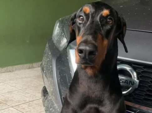 cantor-diz-que-seu-cachorro-morreu-apos-susto-com-fogos-de-artificio