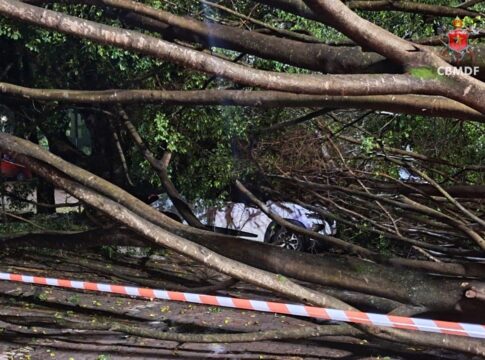 chuvas-derrubam-arvores-sobre-5-carros-no-estacionamento-do-senado