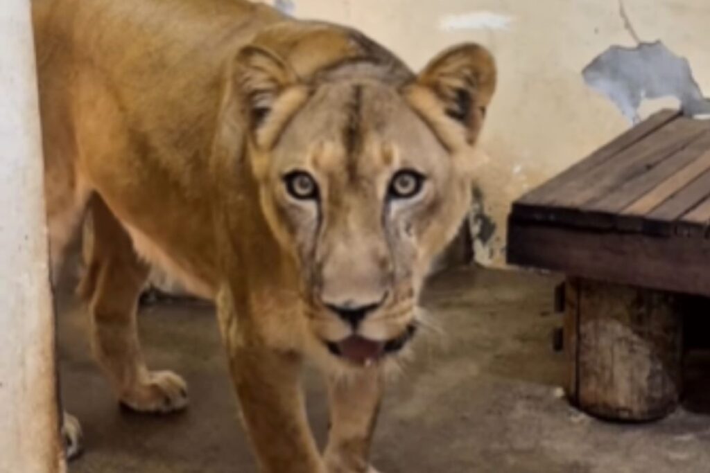 em-memoria-de-gerson,-19-anos,-morto-por-uma-leoa-em-joao-pessoa