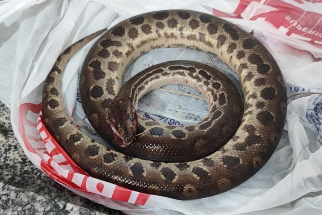 matou-cobra-e-mostrou-os-dentes:-homem-que-mordeu-sucuri-estava-bebado