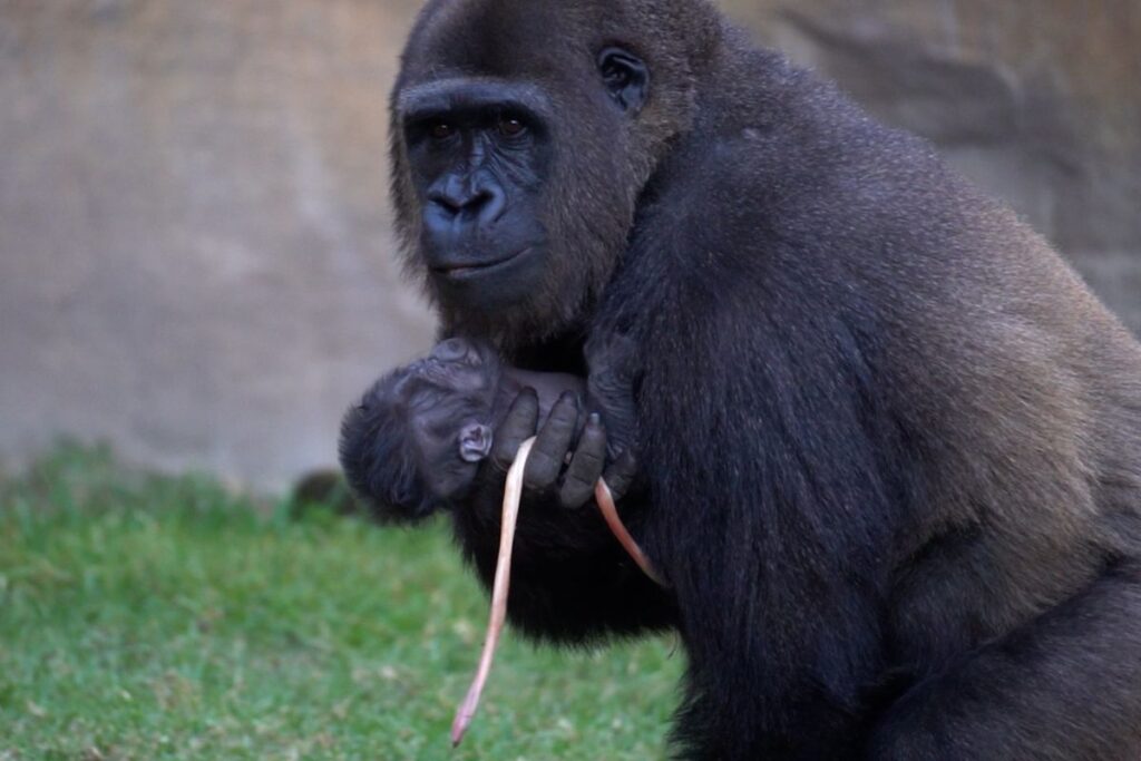 filhote-de-gorila-nasce-a-luz-do-dia-diante-de-visitantes-na-espanha