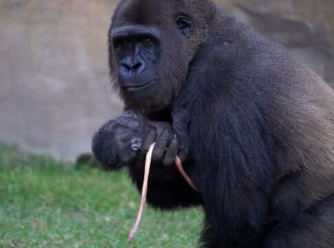 filhote-de-gorila-nasce-a-luz-do-dia-diante-de-visitantes-na-espanha