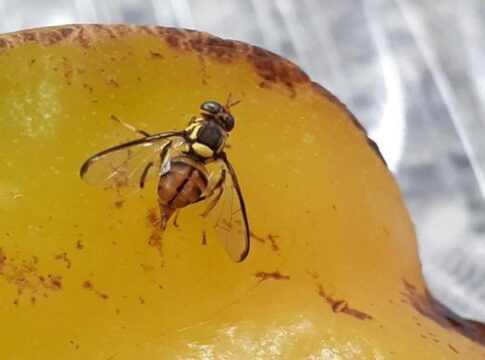 mosca-da-carambola:-praga-de-alto-risco-e-detectada-no-amazonas