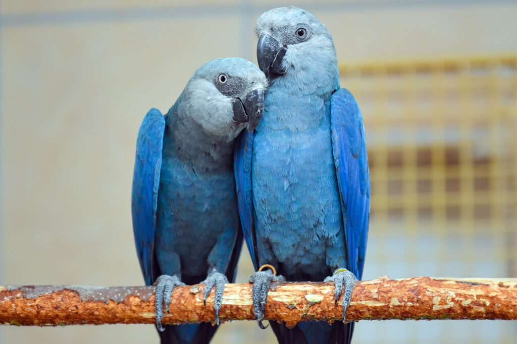 virus-letal-atinge-ararinha-azul-e-pf-faz-operacao-na-bahia-e-df