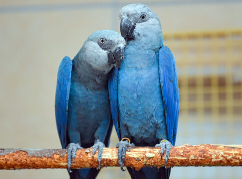 virus-letal-atinge-ararinha-azul-e-pf-faz-operacao-na-bahia-e-df