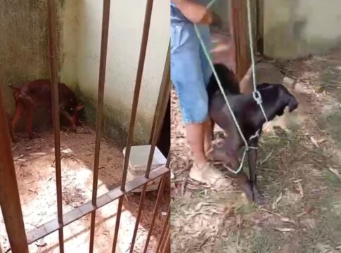 empresario-que-alugava-caes-para-fazer-a-“seguranca”-de-casas-e-preso