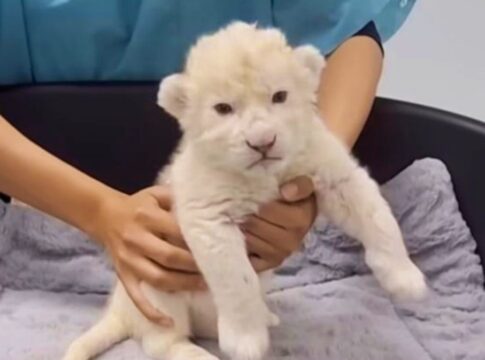 branquinhos-como-a-neve:-2-filhotes-de-leao-branco-nascem-na-venezuela