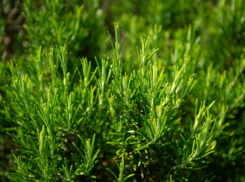 saiba-porque-voce-deve-ferver-um-ramo-de-alecrim-em-casa