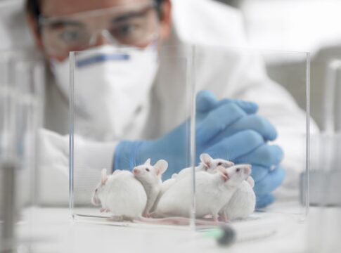 cientistas-conseguem-aumentar-expectativa-de-vida-de-ratos-em-70%