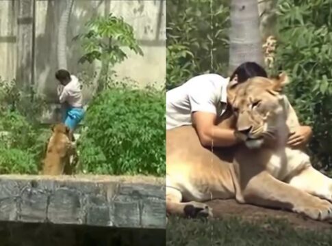 video-mostra-vaqueirinho-abracando-leoa-e-viraliza-nas-redes.-entenda