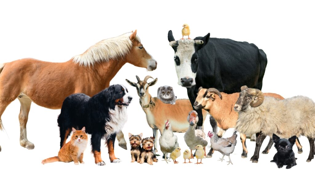 dezembro-verde:-saiba-identificar-sinais-de-maus-tratos-contra-animais