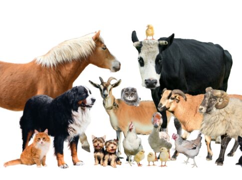 dezembro-verde:-saiba-identificar-sinais-de-maus-tratos-contra-animais