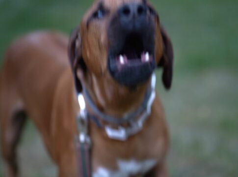 cachorro-e-diagnosticado-com-raiva-em-salvador-apos-20-anos-sem-casos