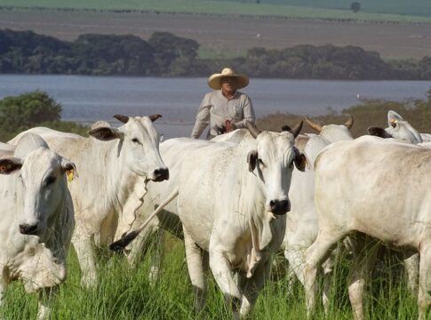 pecuaria-brasileira-pode-reduzir-ate-92,6%-de-emissoes-ate-2050