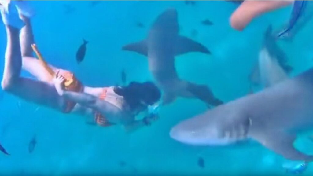 mulher-persegue-tubaroes-“para-brincar”,-e-mordida-e-continua-filmando