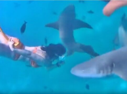 mulher-persegue-tubaroes-“para-brincar”,-e-mordida-e-continua-filmando
