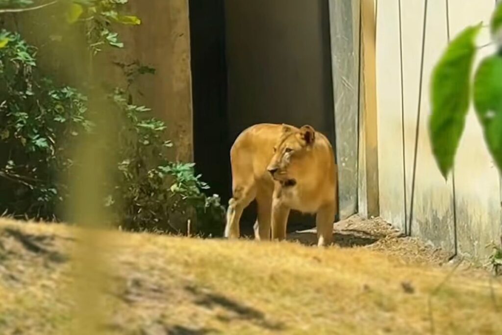 leoa-que-matou-jovem-em-zoo-na-paraiba-volta-a-jaula-apos-recuperacao